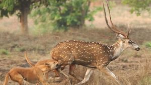 dogs attack wildlife Africa