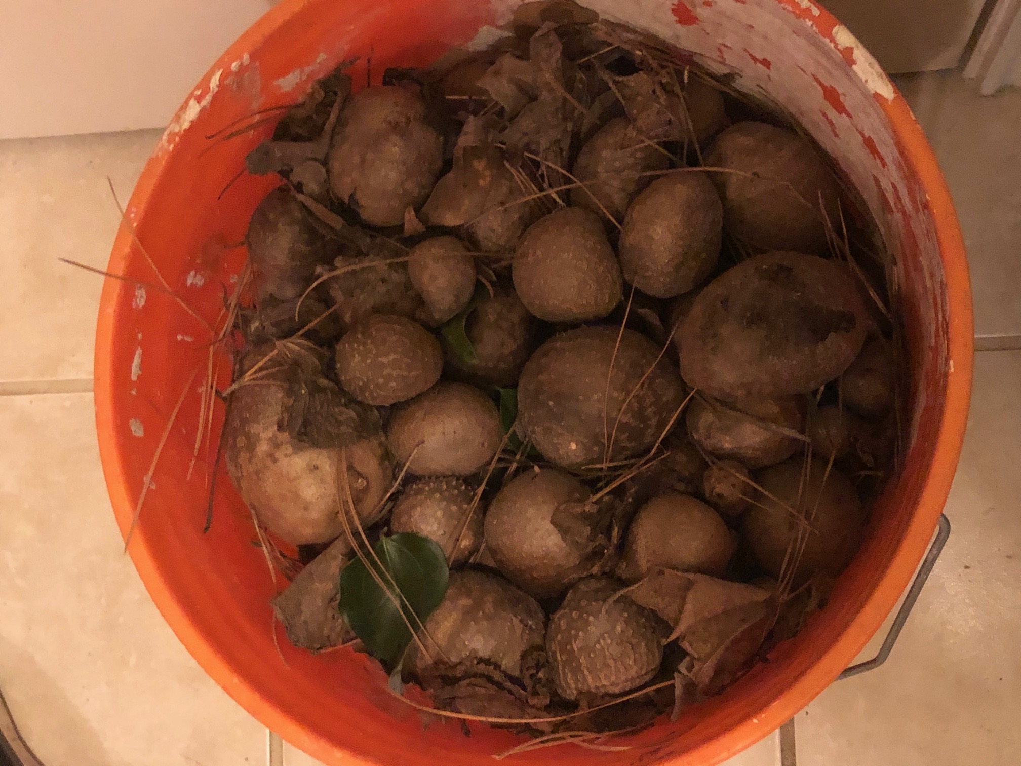 Bulbils in a bucket- removed by The Woodlands Task Force