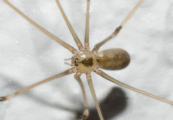 Pholcus phalangioides. credit Christopher E. Smith