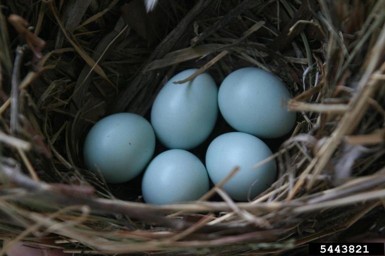 European starling eggs. Chris Evans. University of Illinois