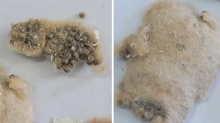 Asian spongy moths (<em>Lymantria dispar</em>) egg sacks