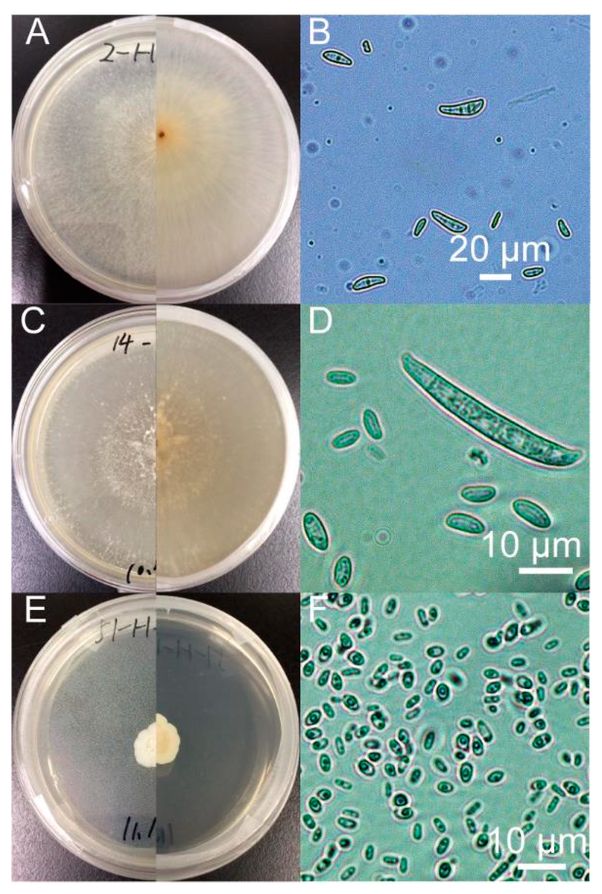 Zi-Ru Jiang et al 2022 figure 2