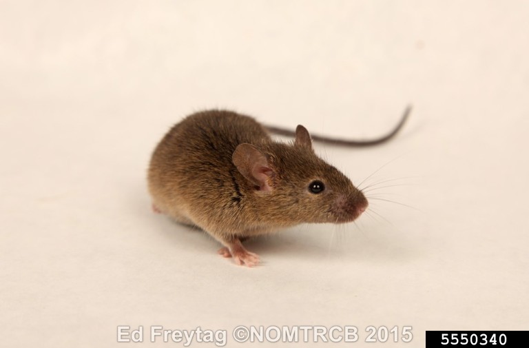 house mouse (Mus musculus)
