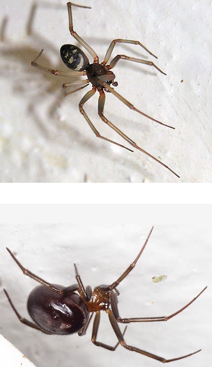 steatoda-grossa-male-female