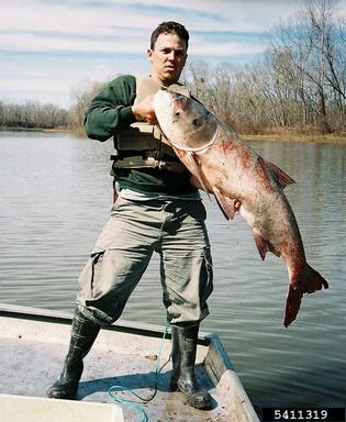 bighead carp