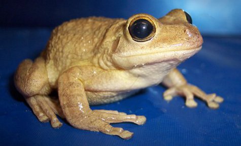 cuban tree frog