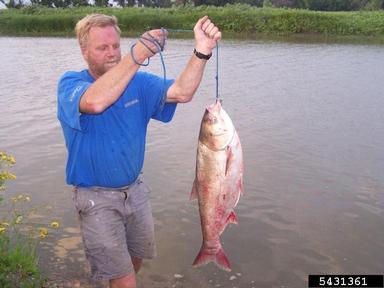 silver carp with person