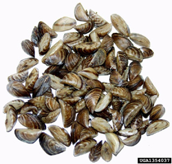 z_mussel 2
