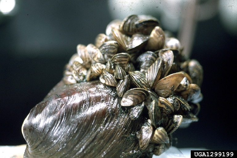 native clam (Amblema plicata) with the zebra mussels attached to it
