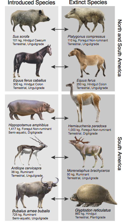compare North and South American extinct & extant large herbivores
