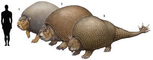 glyptodonts