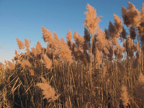 phragmites