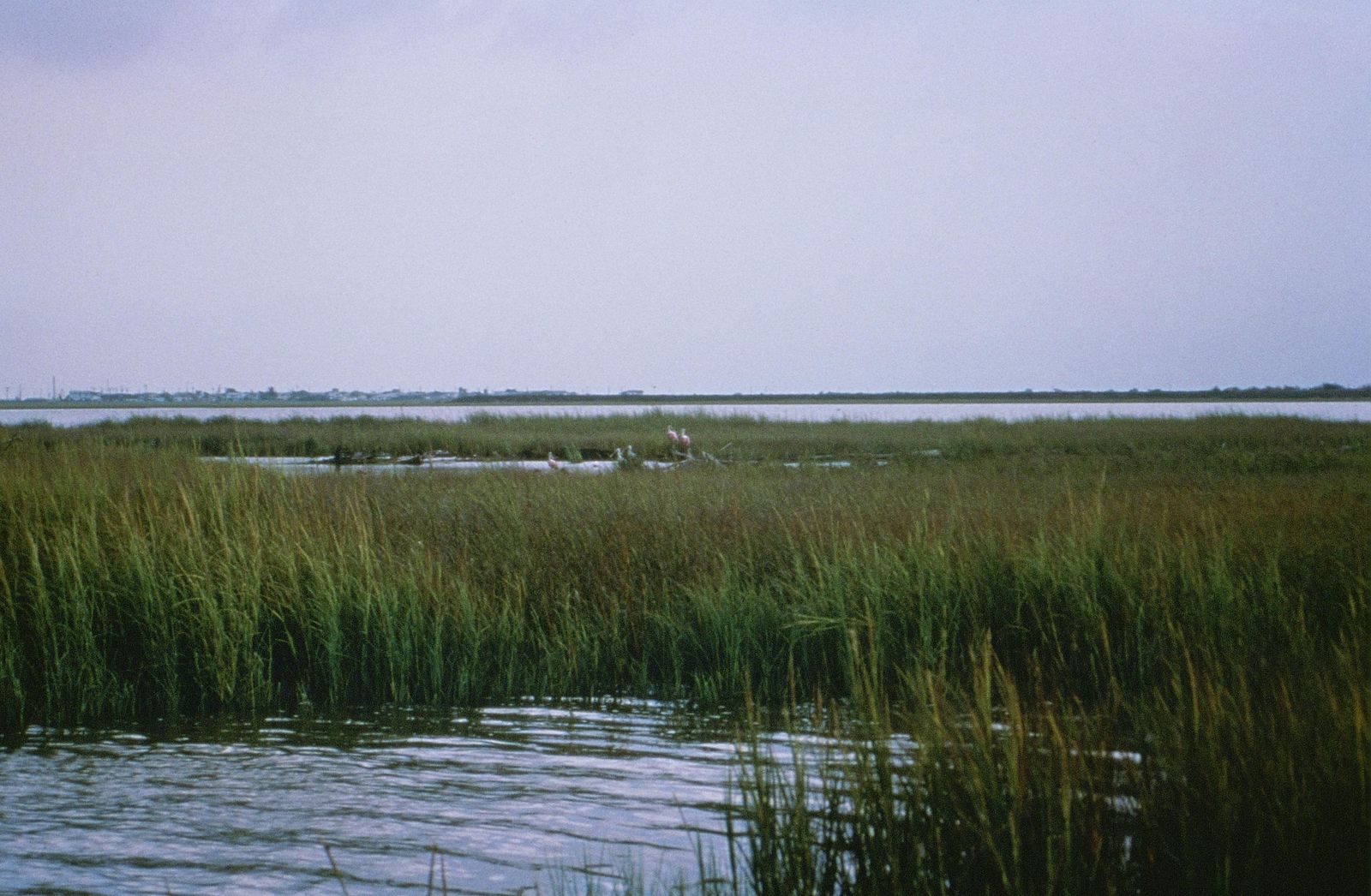 Coastal wetlands. US fish and wildlife