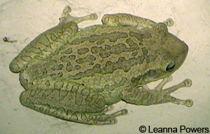 Cuban Treefrog by Leanna Powers