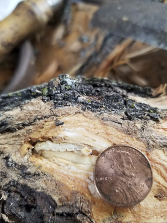 FtWorthEAB_Larva