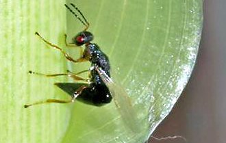 arundo gall wasp tetramesa-romana