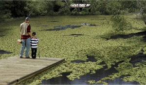 GiantSalvinia_NoFishing