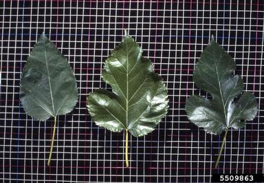 white mulberry leaf variation
