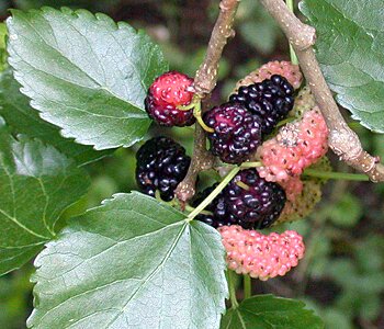 WHITE MULBERRY fruit