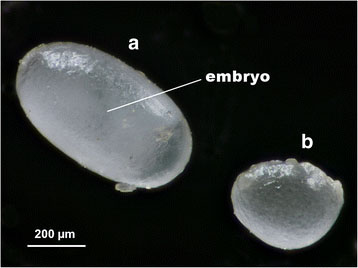 Eggs produced by A. gracilipes workers.  lee et al (2017)