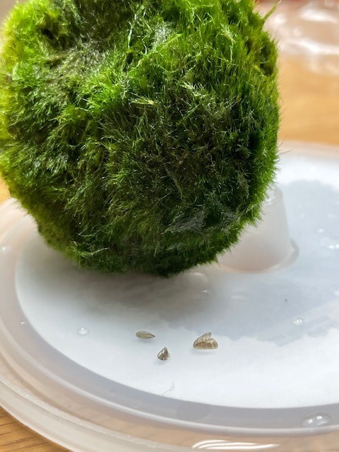Moss ball and Zebra mussel. Photo by IDFW