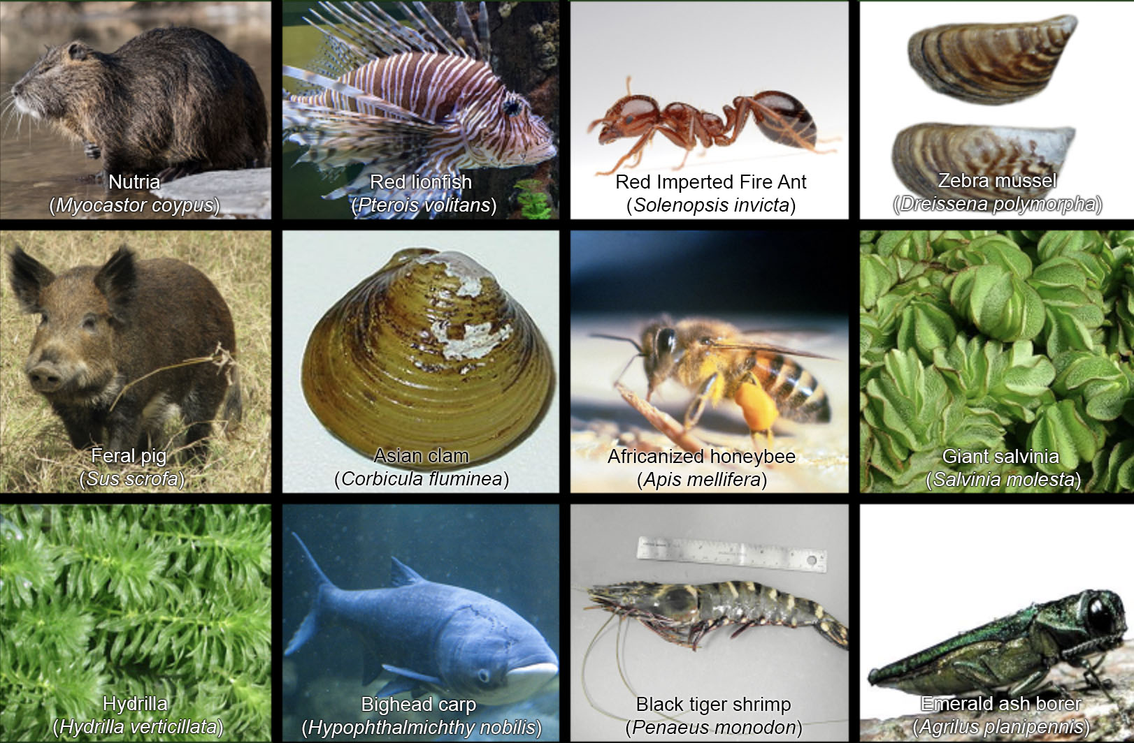 Texas invasive. modification of image from sporcle.com