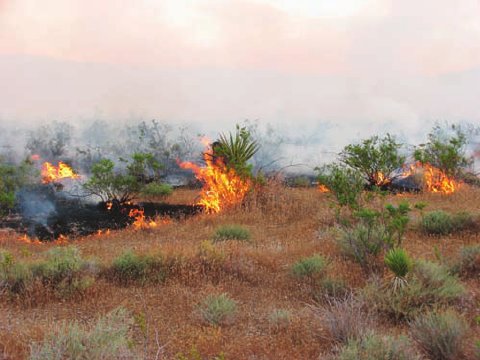 Wildfire in the Mojave Desert fueled by the invasive exotic grass red brome (Bromus rubens). Photograph- Kimberleigh J. Field.