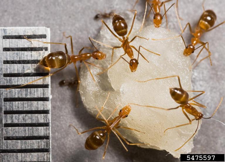 adult yellow crazy ant (Anoplolepis gracilipes). Eli Sarnat