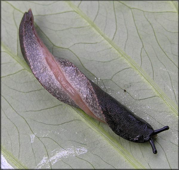 black velvet leatherleaf slug. Photo B. Frank. Jacksonville