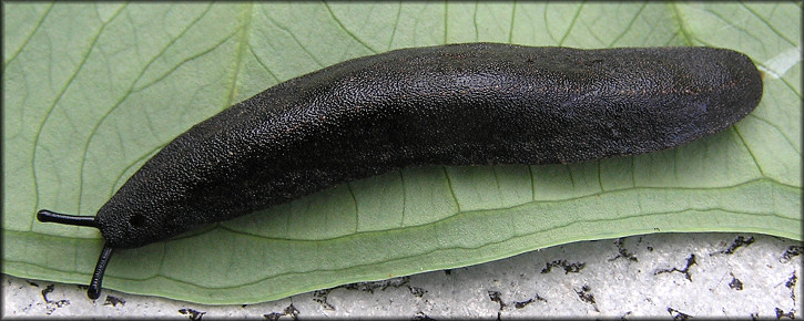 black velvet leatherleaf slug. jexshells.org