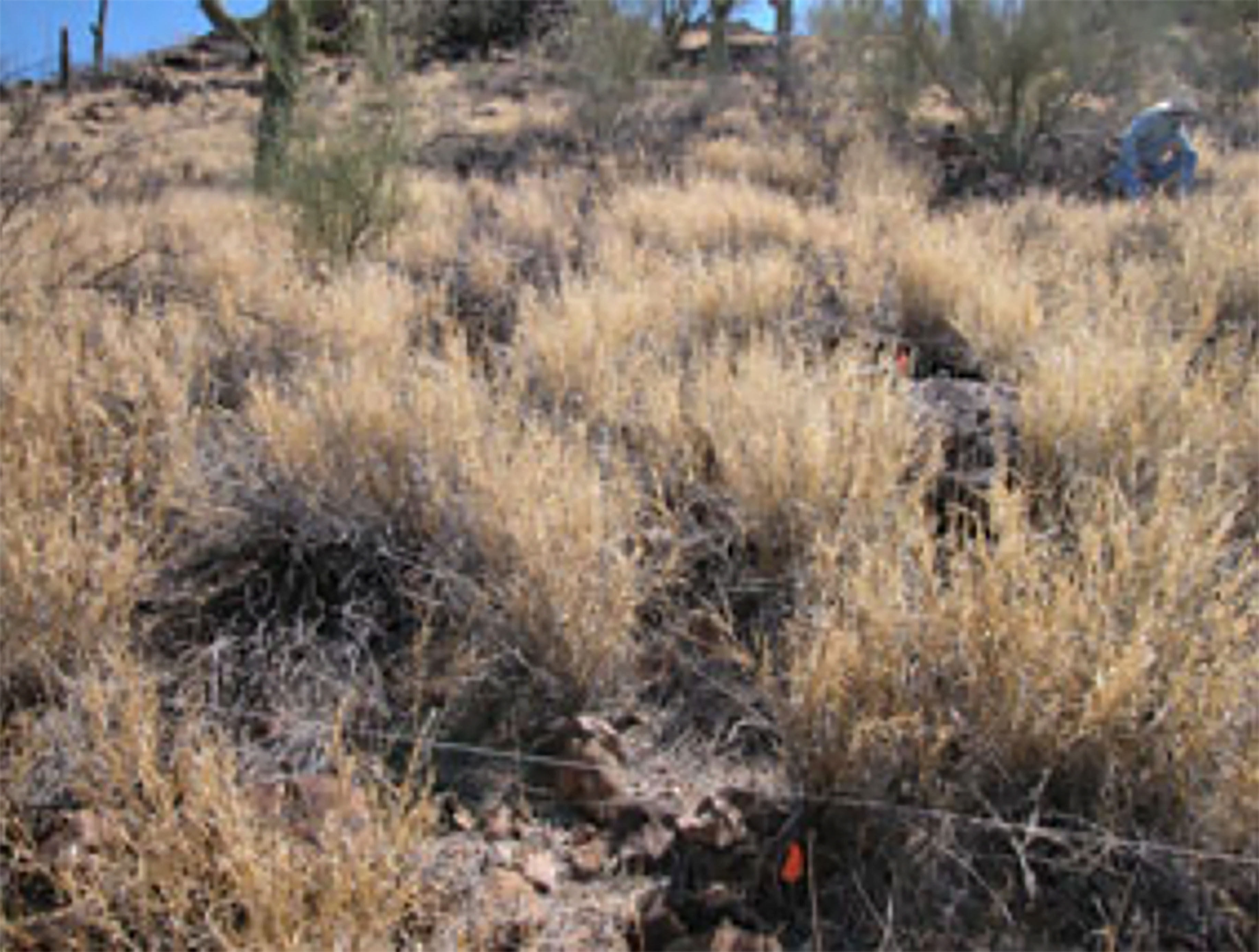 buffelgrass in sonoran desert. Travis Bean