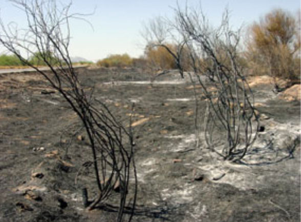 buffelgrass regrowing after fire. no natives survived. mpsaz.org