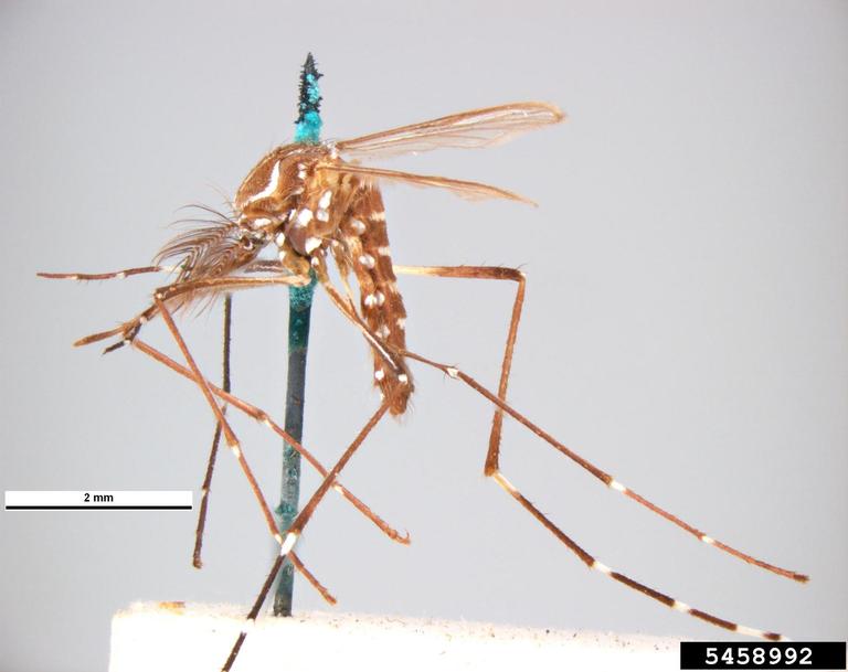 Aedes aegypti. Pest and Diseases Image Library. Bugwood.org