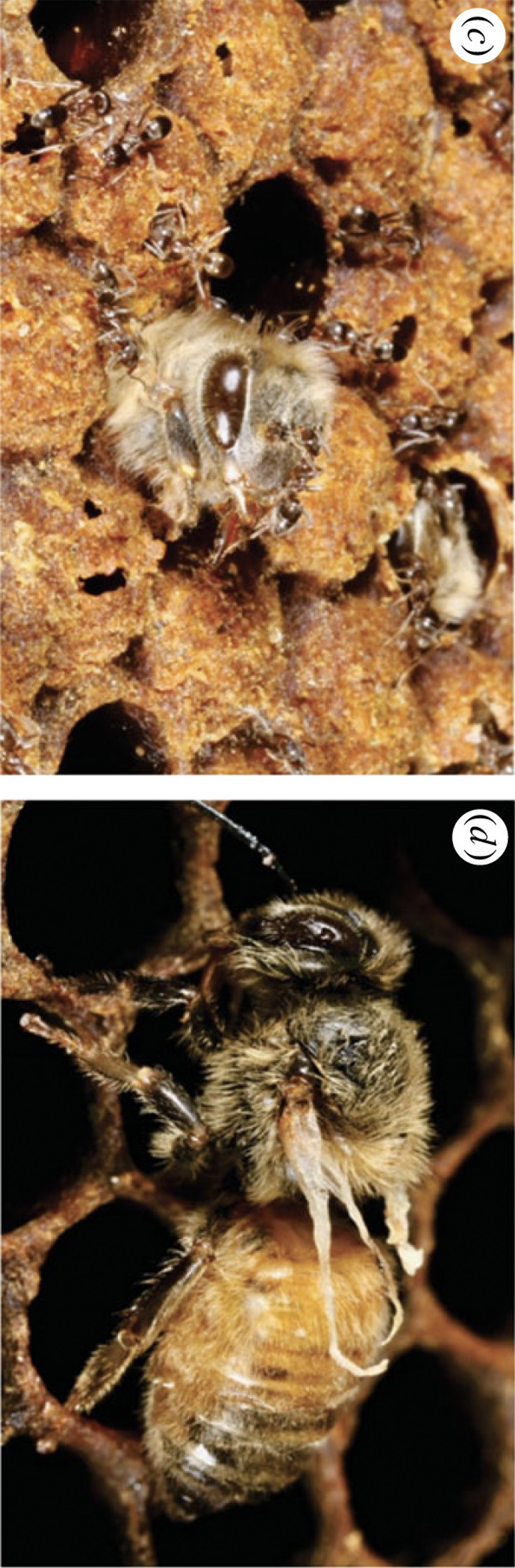 DWV in bees due to ants