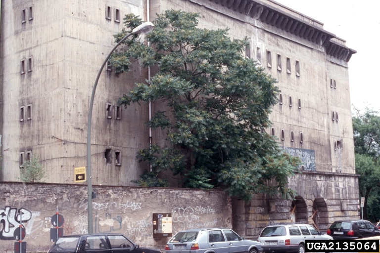 Tree of heaven growing in the city. Ian Trueman. University of Wolverhampton. Bugwood.org