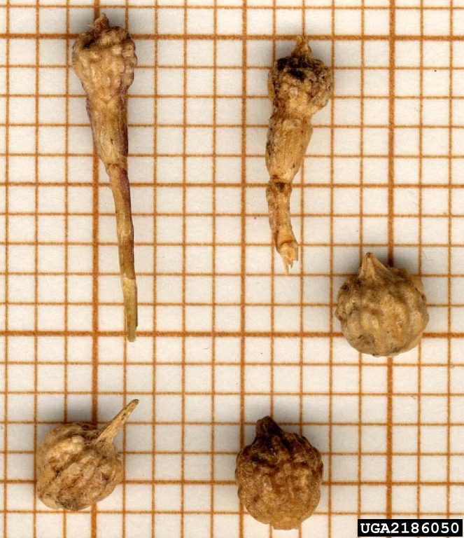 bastard cabbage seeds. Cesar Calderon Cesar Calderon Pathology Collection USDA APHIS PPQ Bugwood.org