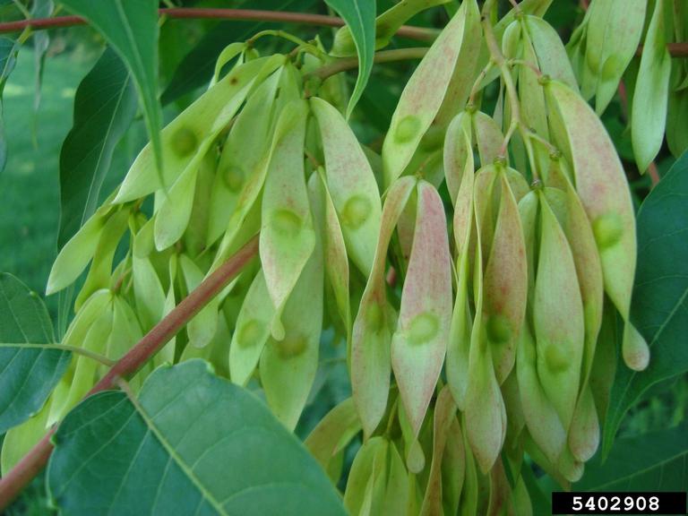 tree of heaven seeds. Annemarie Smith. ODNR Division of Forestry. Bugwood.org
