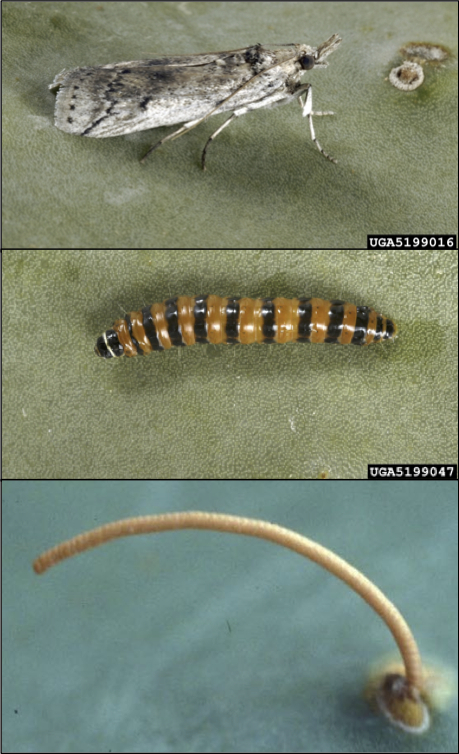 Cactus moth adult-larva-eggs