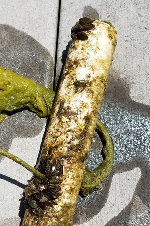 Zebra mussels from Lake Travis
