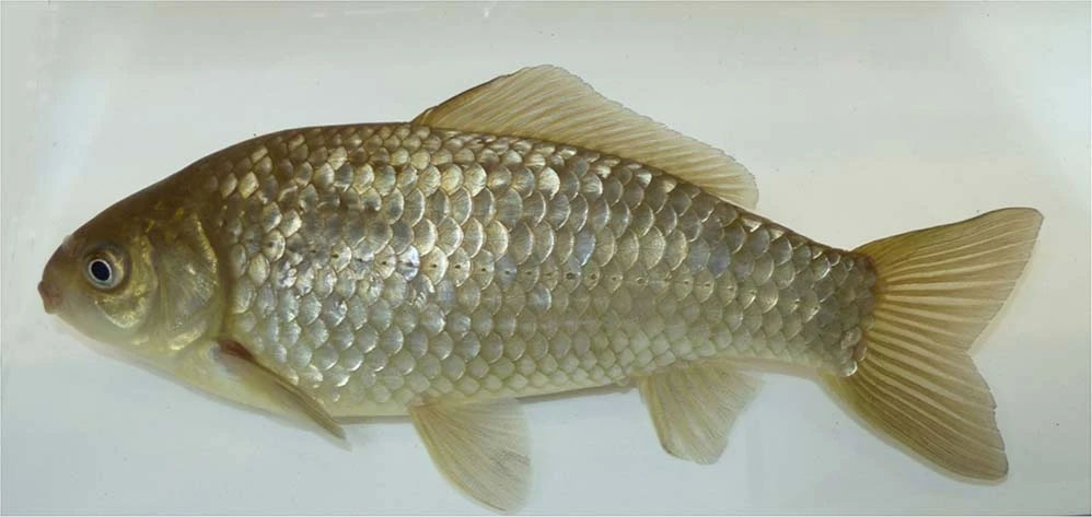 Female Prussian carp. Kuhl et al 2022