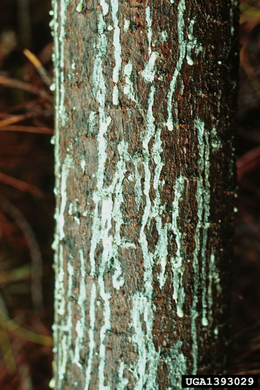 Resin dribbles from oviposition wounds in 14 yr old tree. Dennis Haugen.