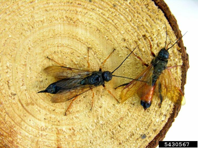 Sirex woodwasp (Sirex noctilio). female on left. male on right. Vicky Klasmer
