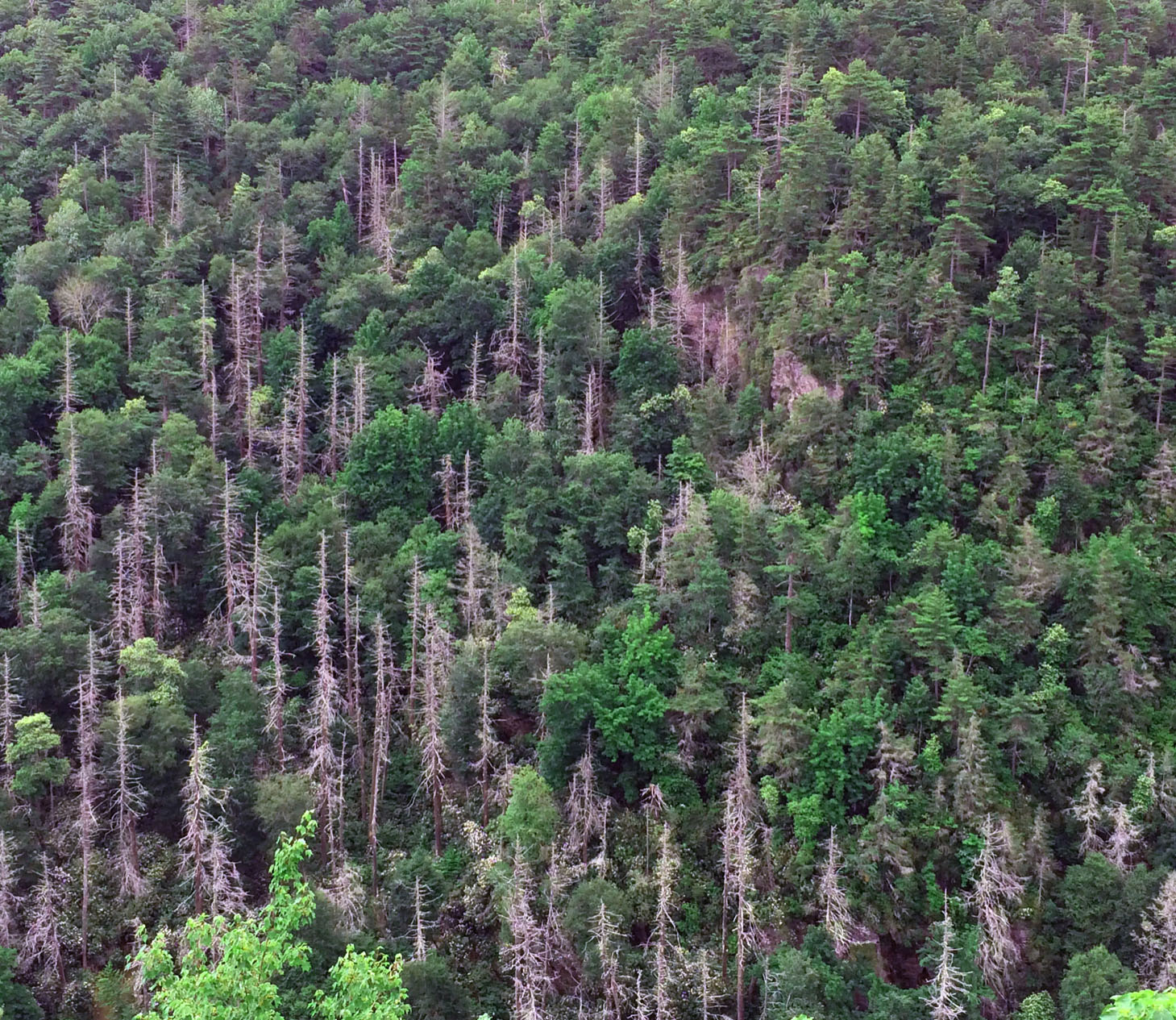 forest damaged by forest pests