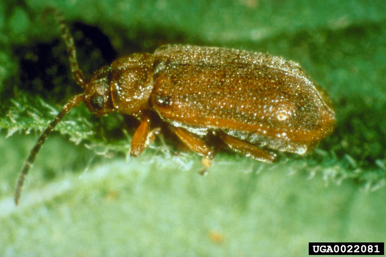 golden loosestrife beetle (Galerucella pusilla). Agriculture and Agri-Food Canada