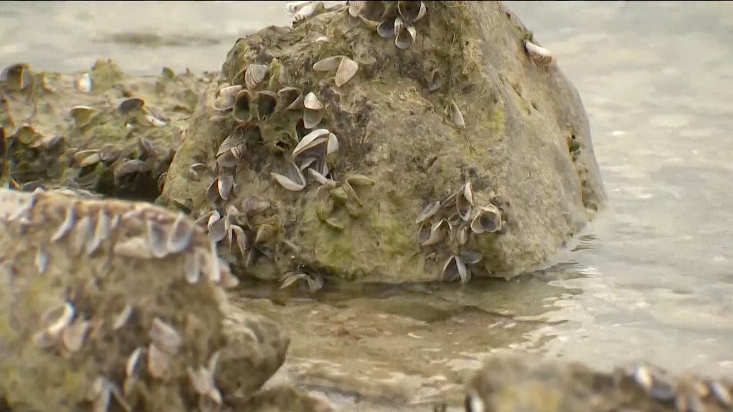 zebra mussels in lake travis. abc news