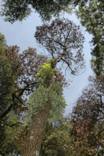 Laurel wilt epicormic branches