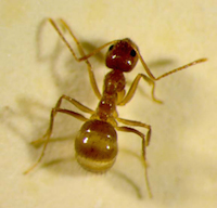 Nylanderia_pubens (tawny crazy ant) Nylanderia_pubens (tawny crazy ant)
