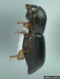 Redbay Ambrosia Beetle