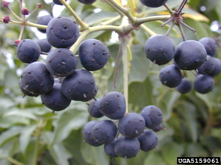 berries. Forest and Kim Starr Starr Environmental Bugwood.org