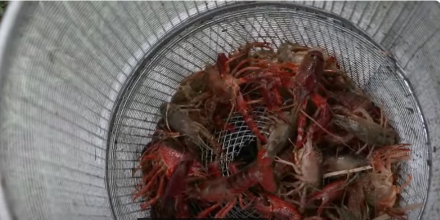 crayfish in trap. tpwd copy